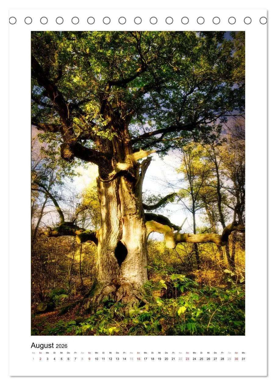 Bild: 9783516315486 | Märchenhaft mystisch (Tischkalender 2026 DIN A5 hoch), CALVENDO...