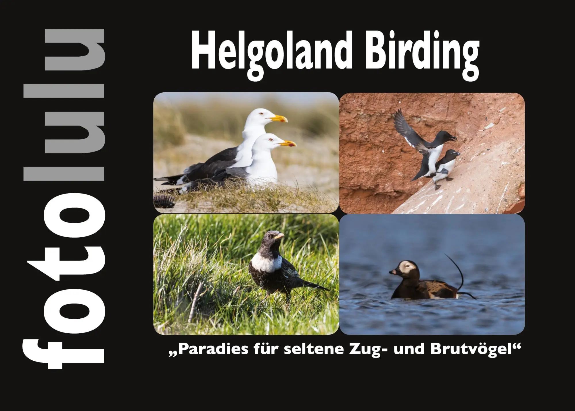 Cover: 9783756205486 | Helgoland Birding | Paradies für seltene Zug- und Brutvögel | Fotolulu