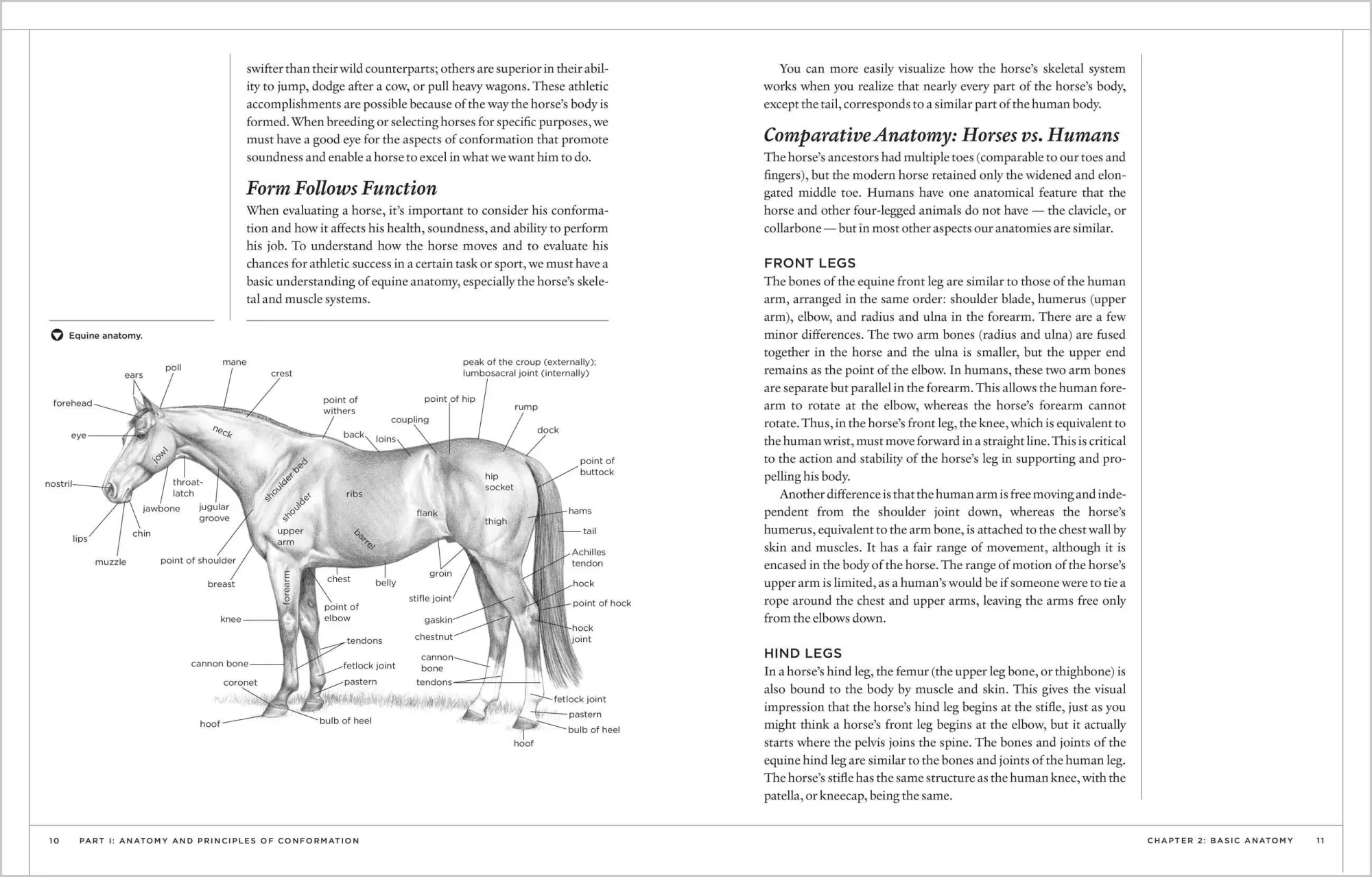 Bild: 9781580175586 | The Horse Conformation Handbook | Heather Smith Thomas | Taschenbuch