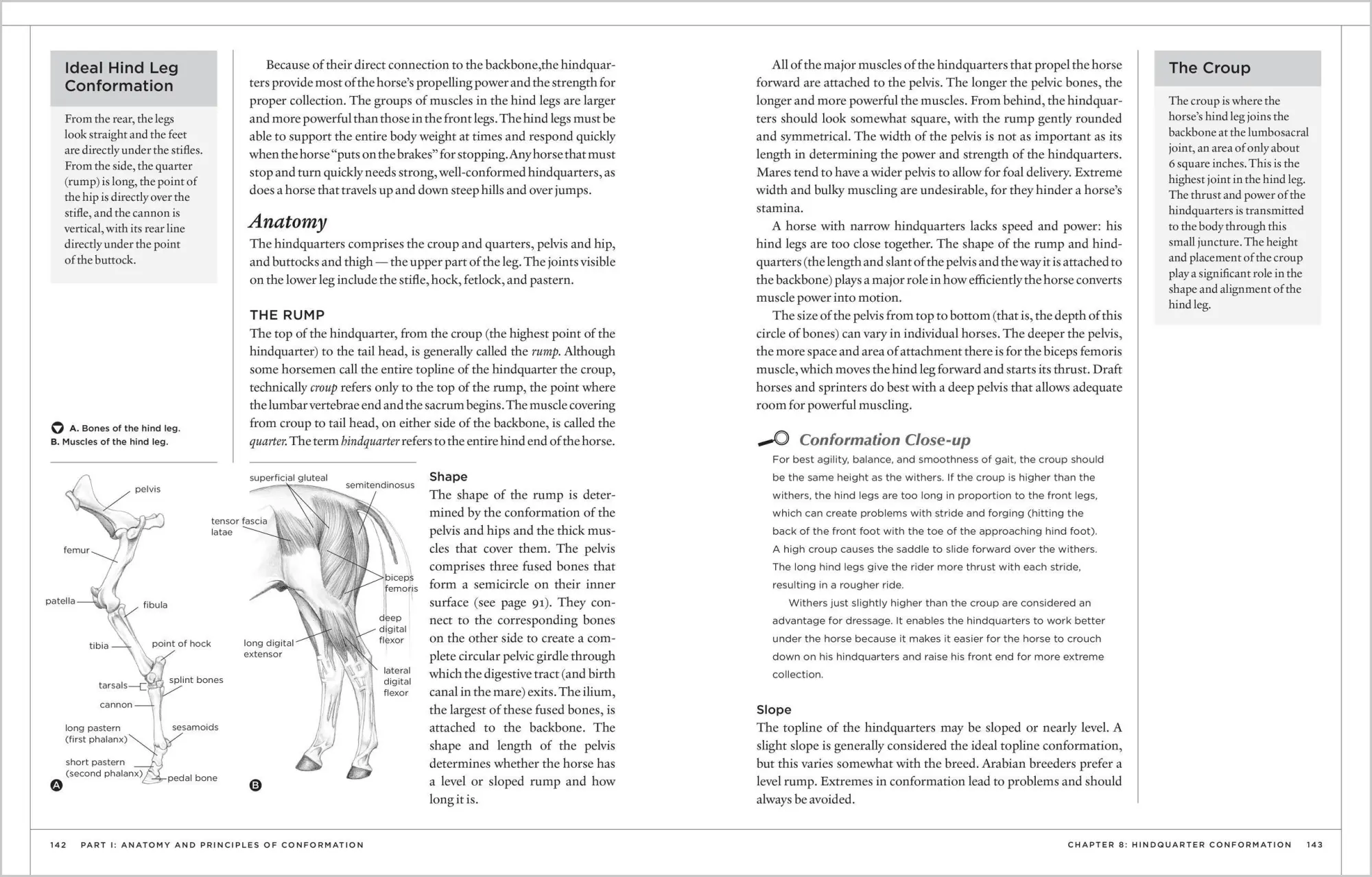 Bild: 9781580175586 | The Horse Conformation Handbook | Heather Smith Thomas | Taschenbuch