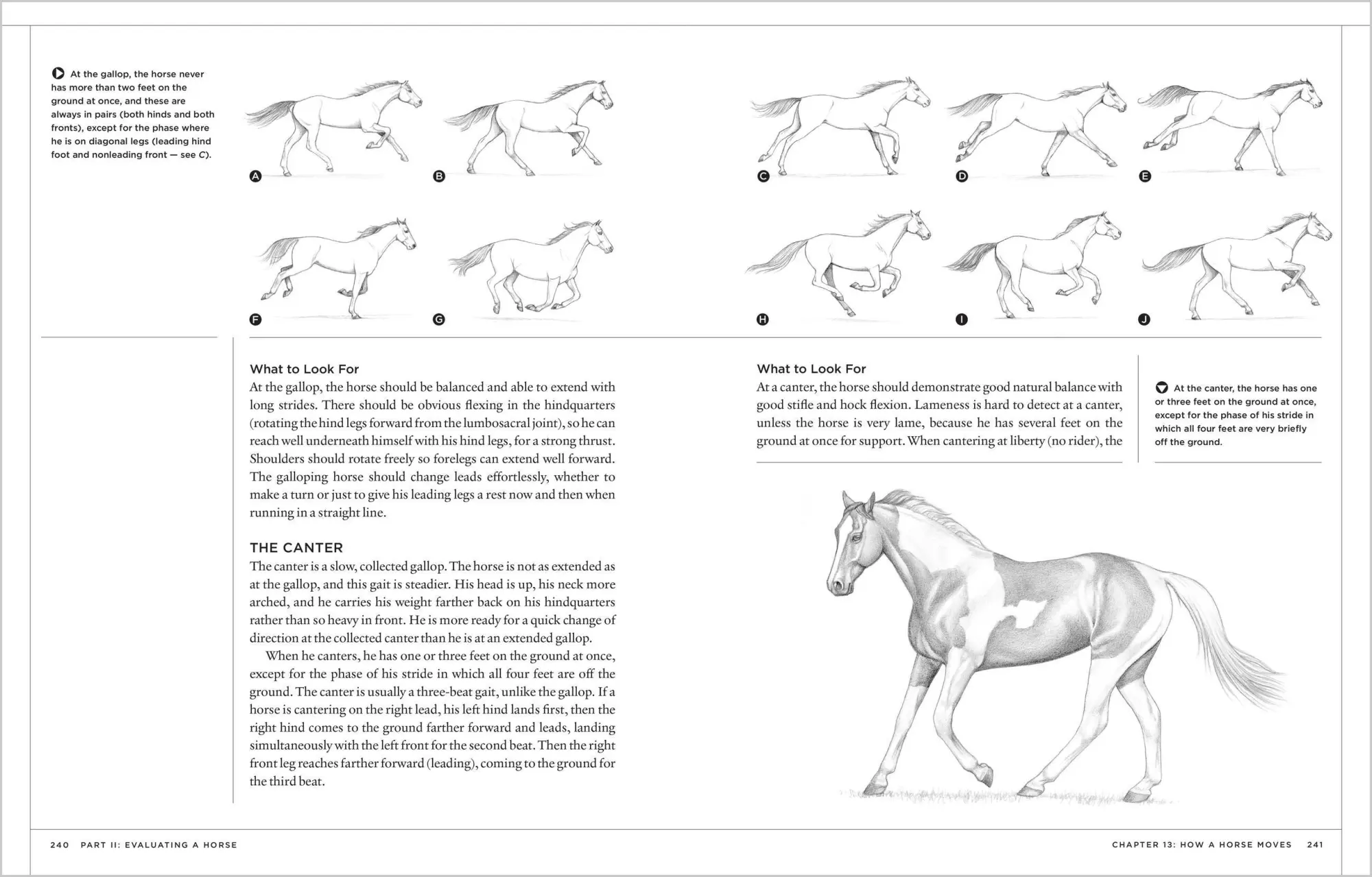 Bild: 9781580175586 | The Horse Conformation Handbook | Heather Smith Thomas | Taschenbuch