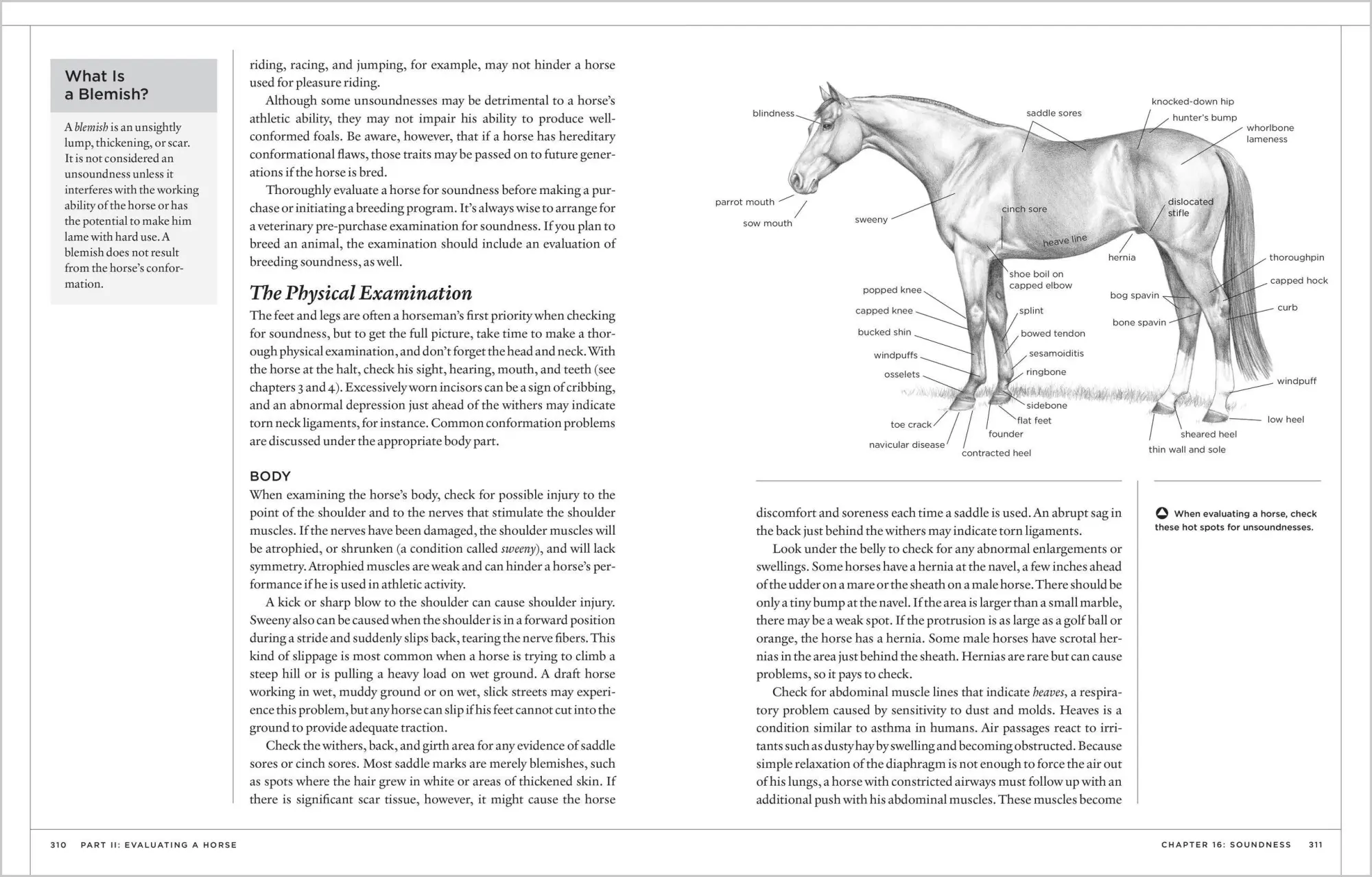 Bild: 9781580175586 | The Horse Conformation Handbook | Heather Smith Thomas | Taschenbuch