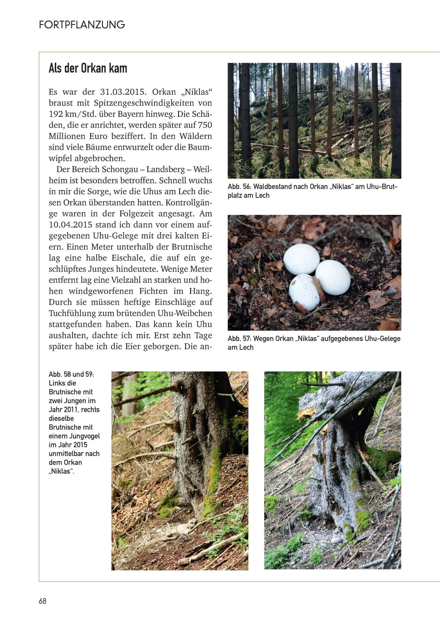 Bild: 9783892515586 | Der Uhu in Bayern | Rückkehr eines Ureinwohners | Lossow (u. a.)