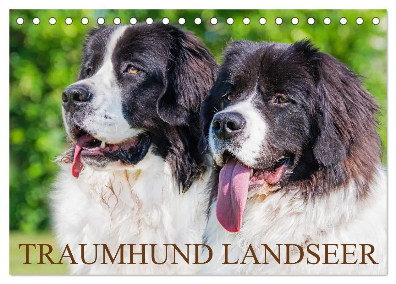 Cover: 9783457515686 | Traumhund Landseer (Tischkalender 2026 DIN A5 quer), CALVENDO...