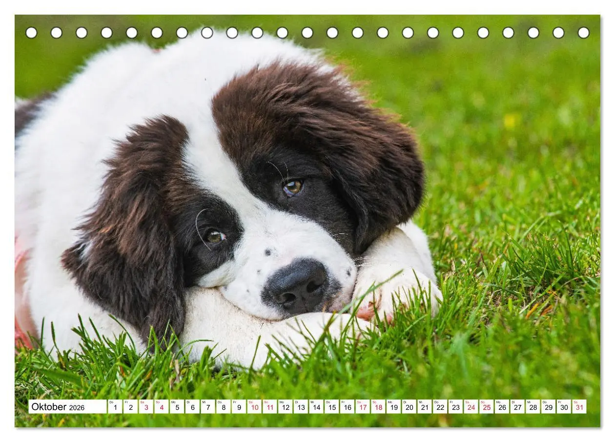Bild: 9783457515686 | Traumhund Landseer (Tischkalender 2026 DIN A5 quer), CALVENDO...