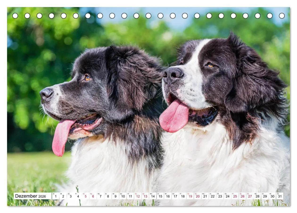 Bild: 9783457515686 | Traumhund Landseer (Tischkalender 2026 DIN A5 quer), CALVENDO...