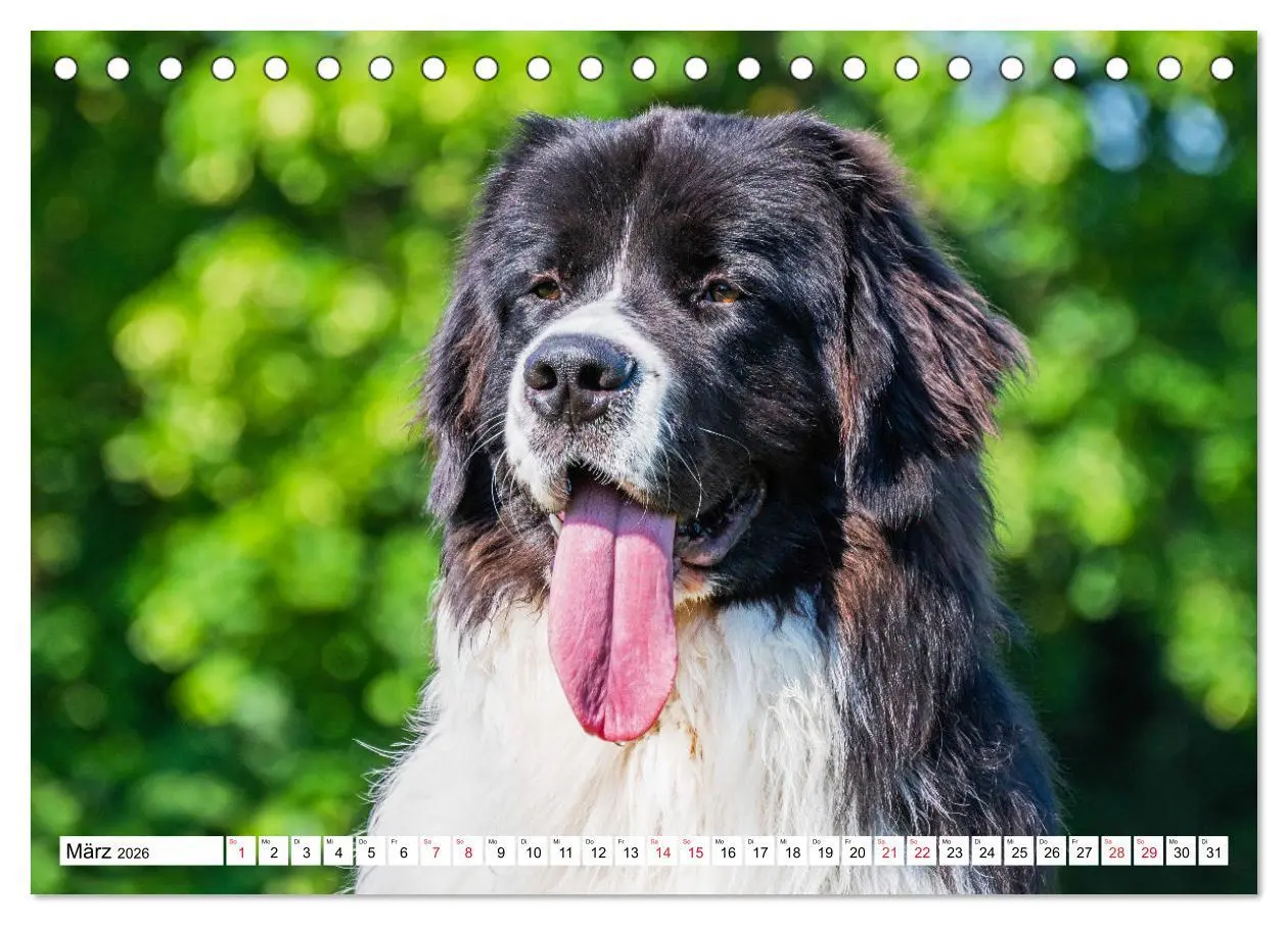 Bild: 9783457515686 | Traumhund Landseer (Tischkalender 2026 DIN A5 quer), CALVENDO...