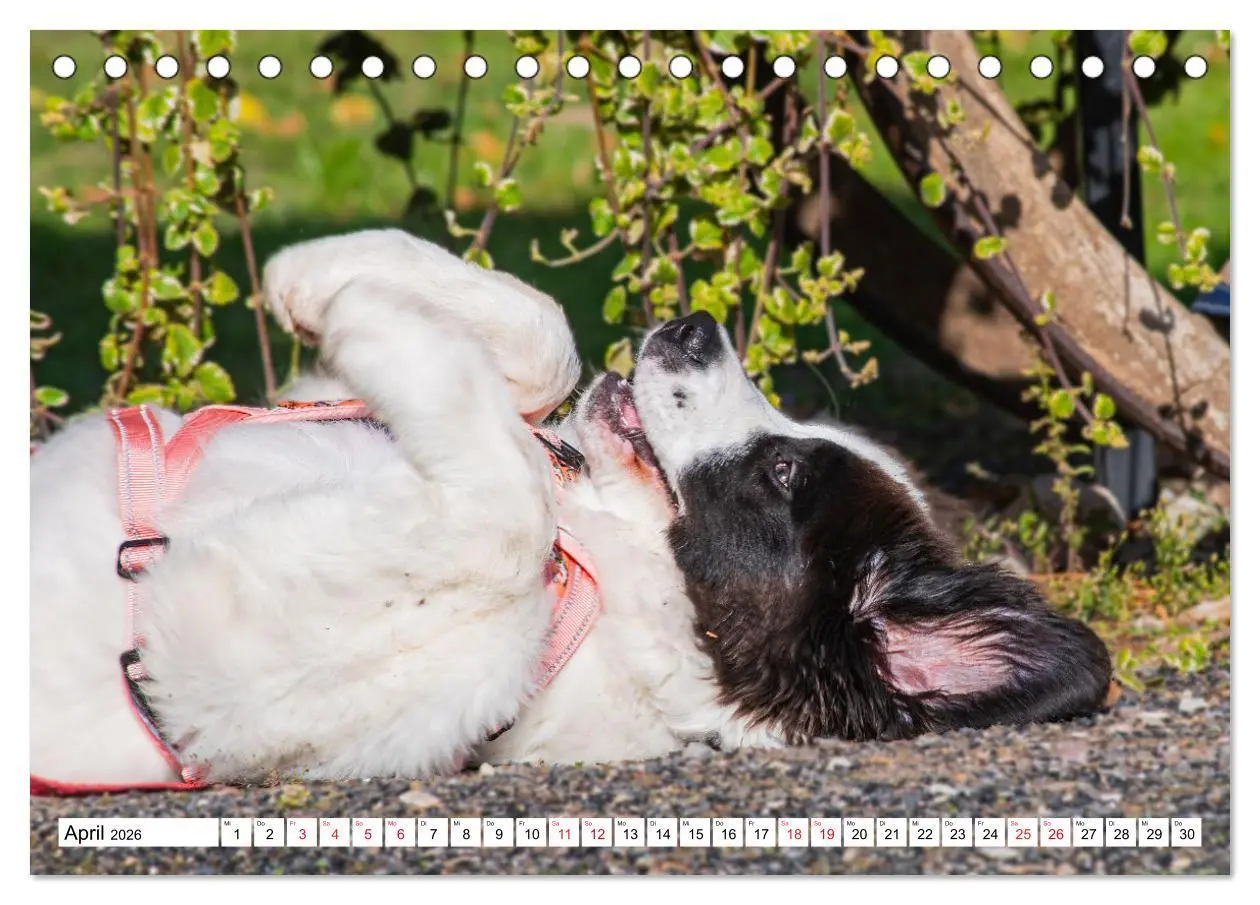 Bild: 9783457515686 | Traumhund Landseer (Tischkalender 2026 DIN A5 quer), CALVENDO...
