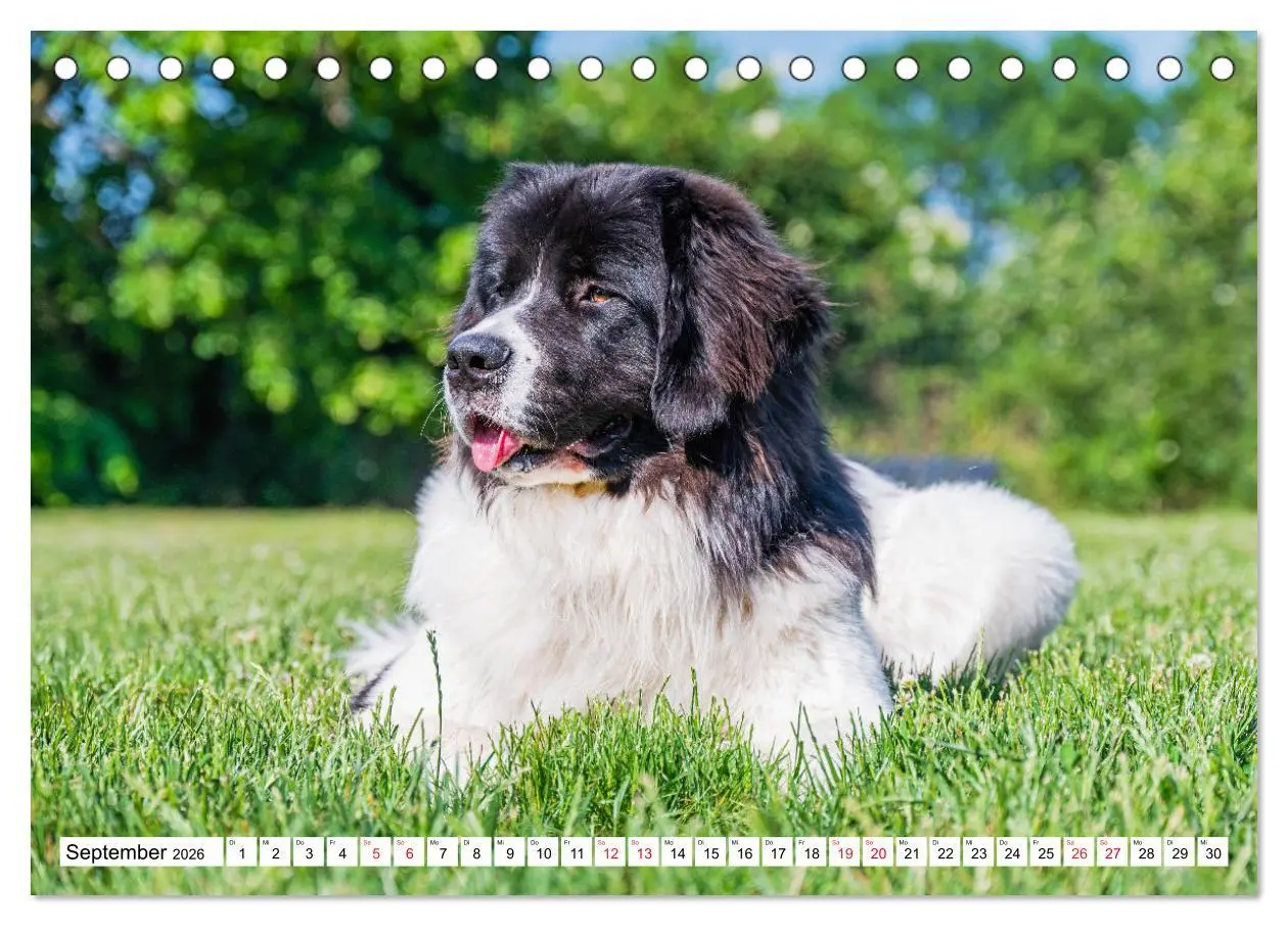 Bild: 9783457515686 | Traumhund Landseer (Tischkalender 2026 DIN A5 quer), CALVENDO...