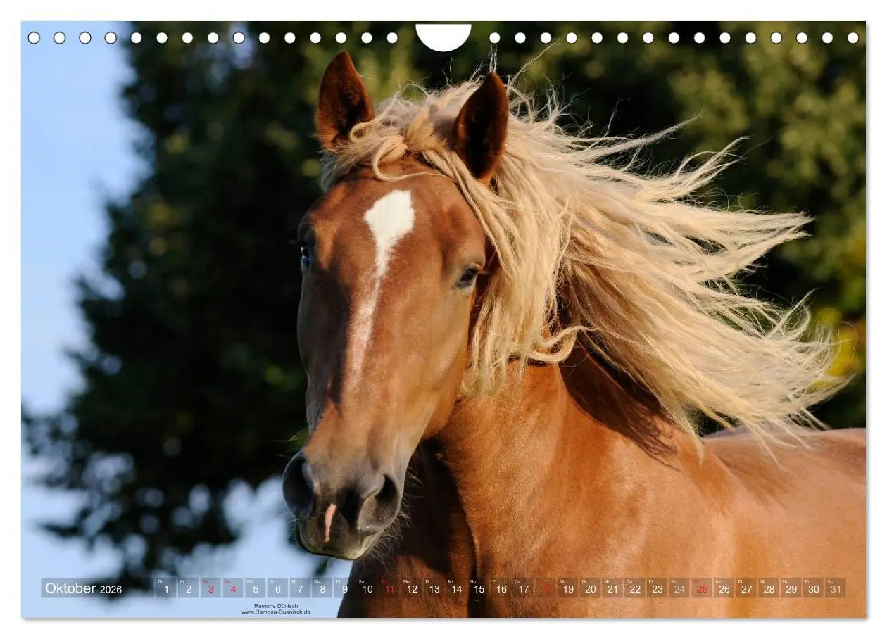 Bild: 9783516155686 | Faszination Kaltblut (Wandkalender 2026 DIN A4 quer), CALVENDO...
