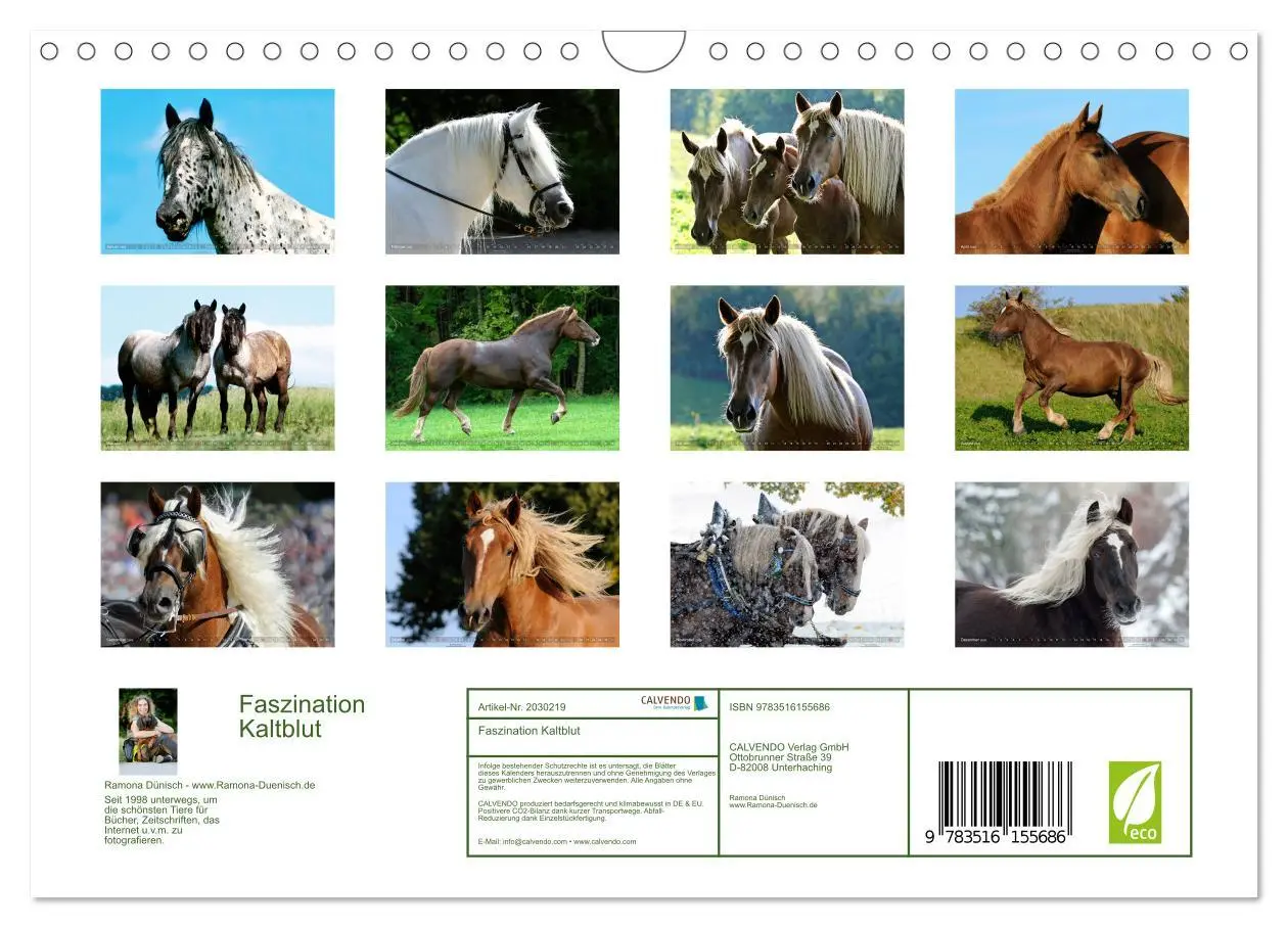 Bild: 9783516155686 | Faszination Kaltblut (Wandkalender 2026 DIN A4 quer), CALVENDO...