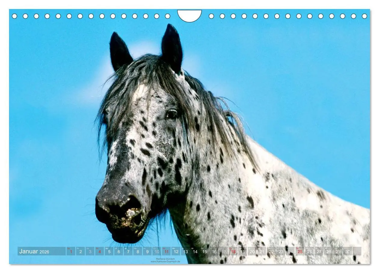 Bild: 9783516155686 | Faszination Kaltblut (Wandkalender 2026 DIN A4 quer), CALVENDO...