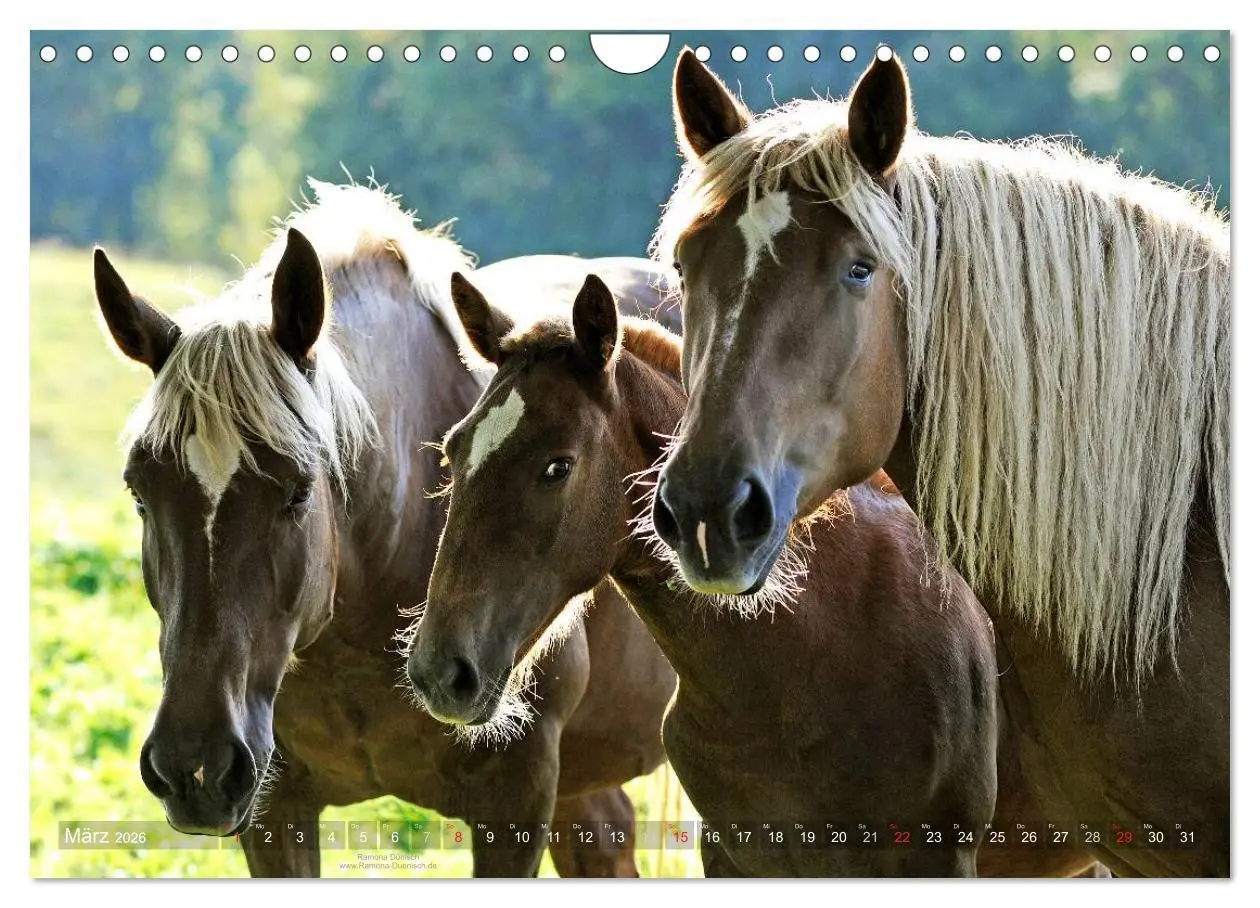 Bild: 9783516155686 | Faszination Kaltblut (Wandkalender 2026 DIN A4 quer), CALVENDO...