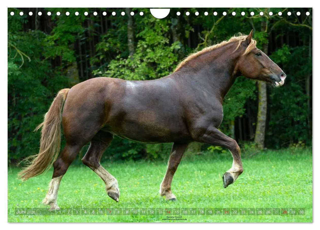 Bild: 9783516155686 | Faszination Kaltblut (Wandkalender 2026 DIN A4 quer), CALVENDO...
