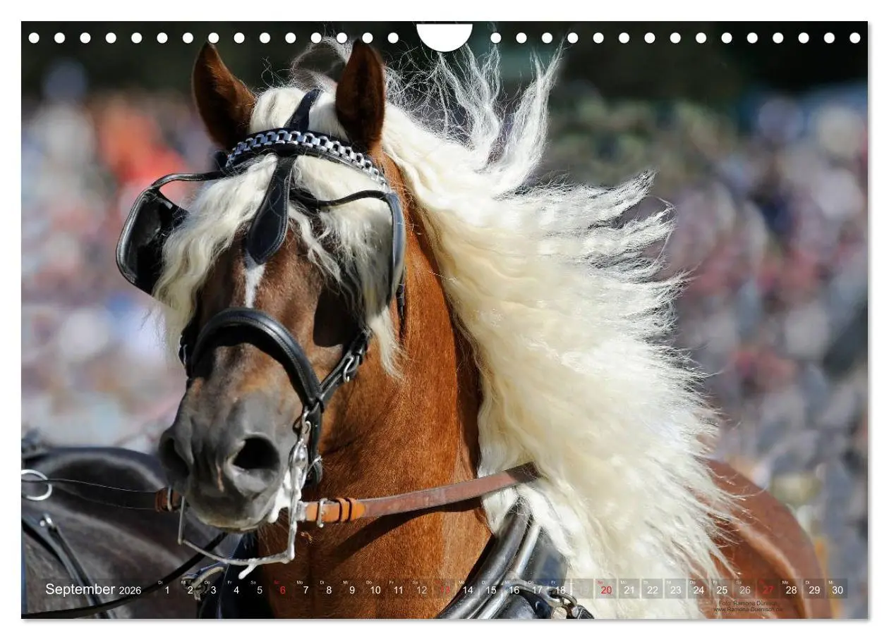 Bild: 9783516155686 | Faszination Kaltblut (Wandkalender 2026 DIN A4 quer), CALVENDO...