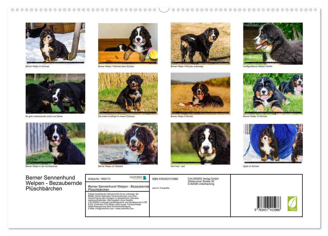 Bild: 9783457415986 | Berner Sennenhund Welpen - Bezaubernde Plüschbärchen (hochwertiger...