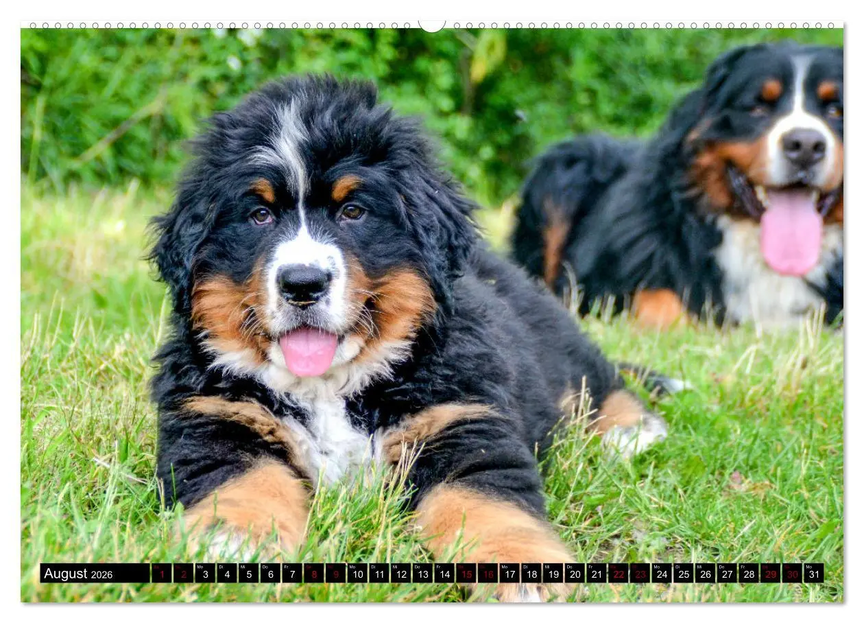 Bild: 9783457415986 | Berner Sennenhund Welpen - Bezaubernde Plüschbärchen (hochwertiger...
