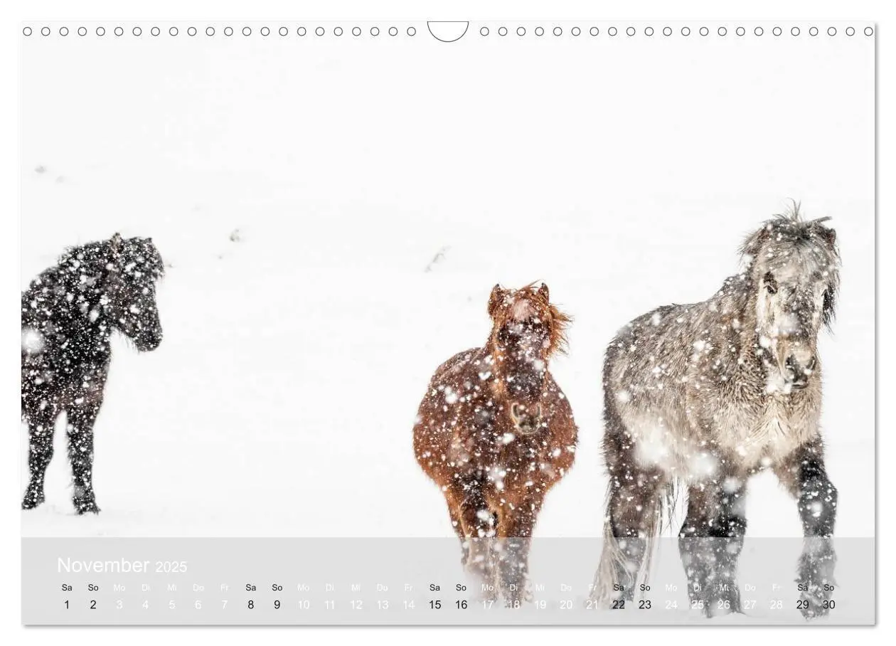 Bild: 9783435526086 | Islandpferde - Stolz und Stark durch Sommer und Winter...