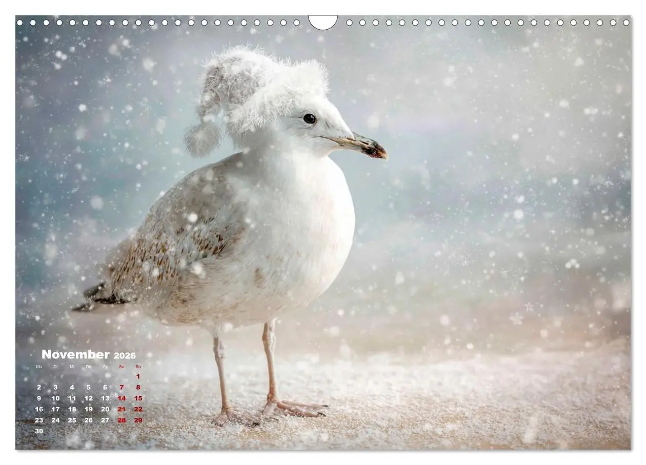 Bild: 9783516706086 | Möwen on Tour (Wandkalender 2026 DIN A3 quer), CALVENDO Monatskalender