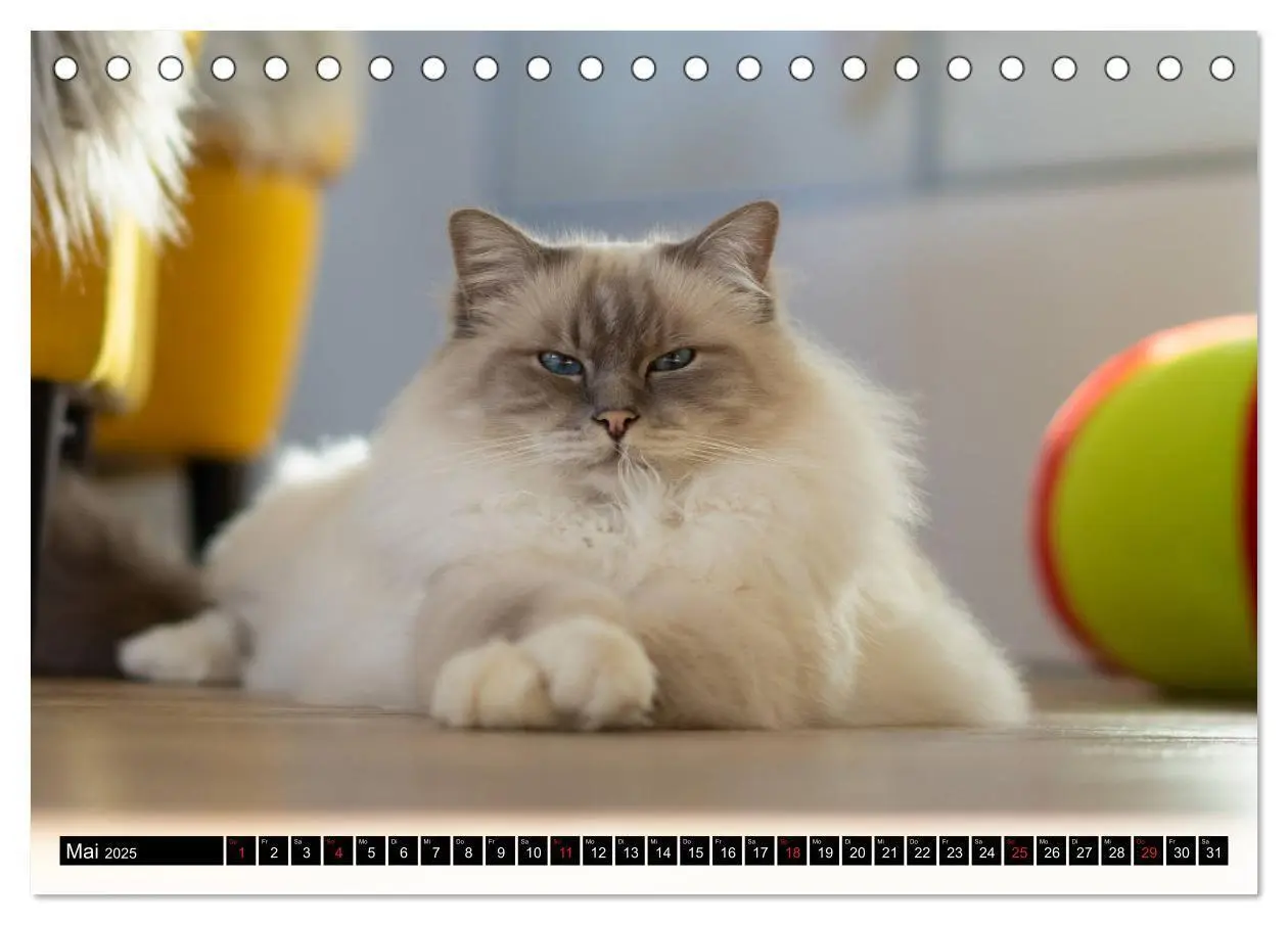 Bild: 9783435756186 | Heilige Birma Katzenkalender (Tischkalender 2025 DIN A5 quer),...