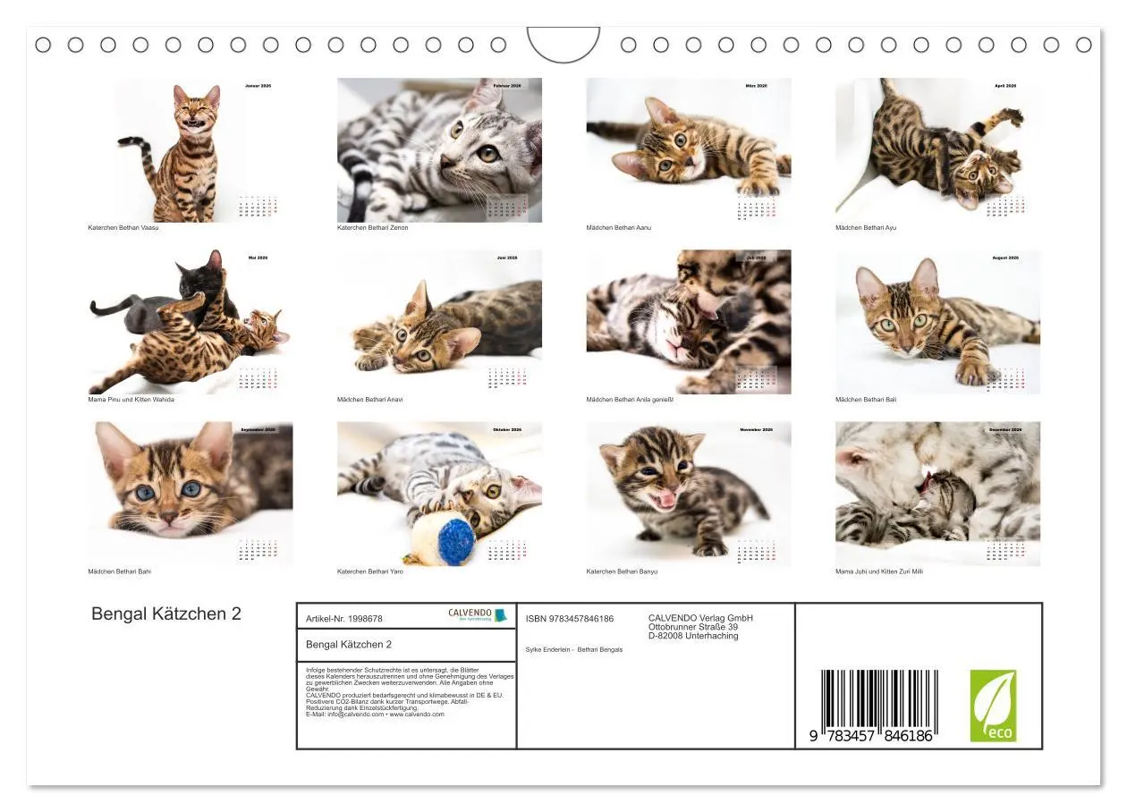 Bild: 9783457846186 | Bengal Kätzchen 2 (Wandkalender 2026 DIN A4 quer), CALVENDO...