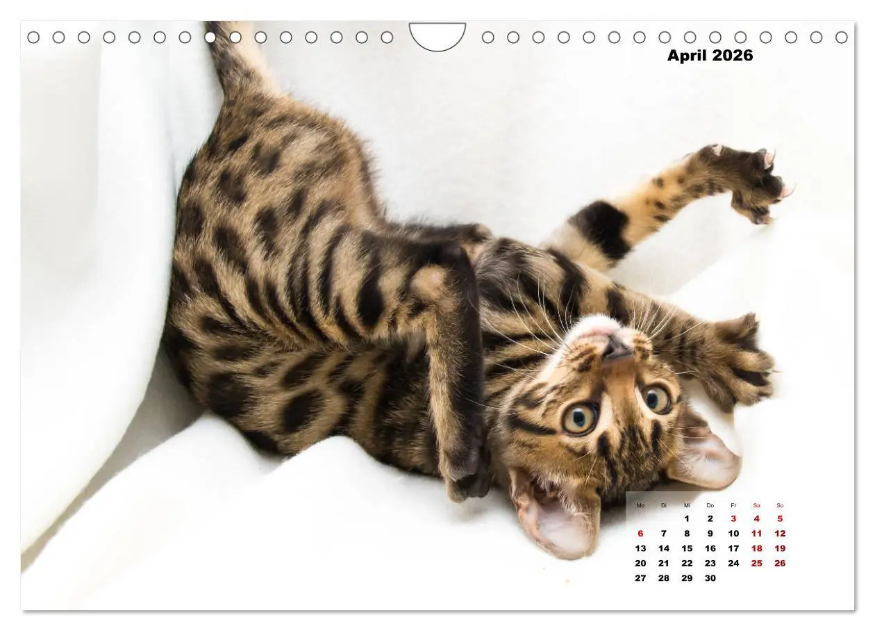 Bild: 9783457846186 | Bengal Kätzchen 2 (Wandkalender 2026 DIN A4 quer), CALVENDO...