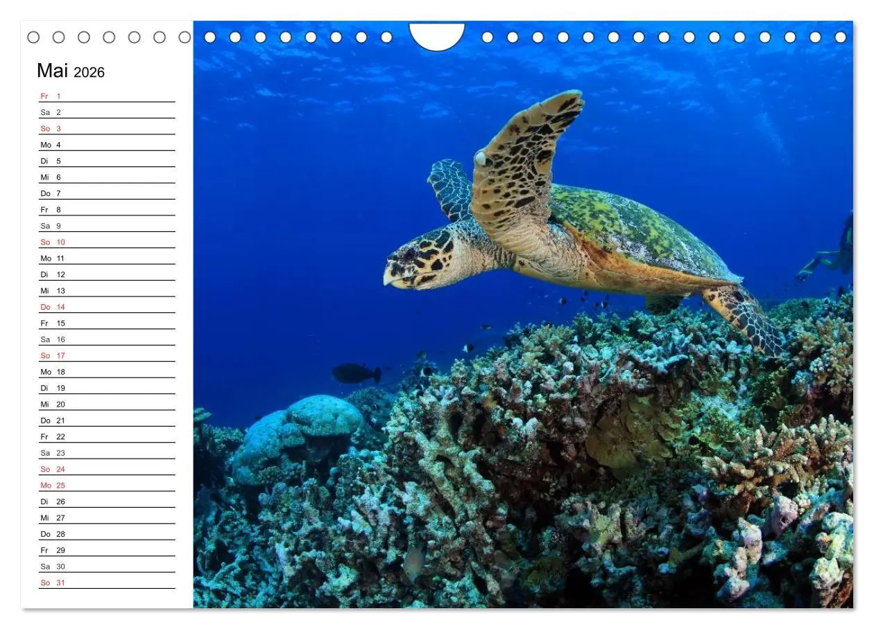 Bild: 9783457996386 | Faszination Tauchen. Neptuns Reich (Wandkalender 2026 DIN A4 quer),...