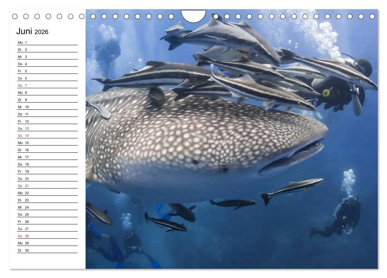 Bild: 9783457996386 | Faszination Tauchen. Neptuns Reich (Wandkalender 2026 DIN A4 quer),...