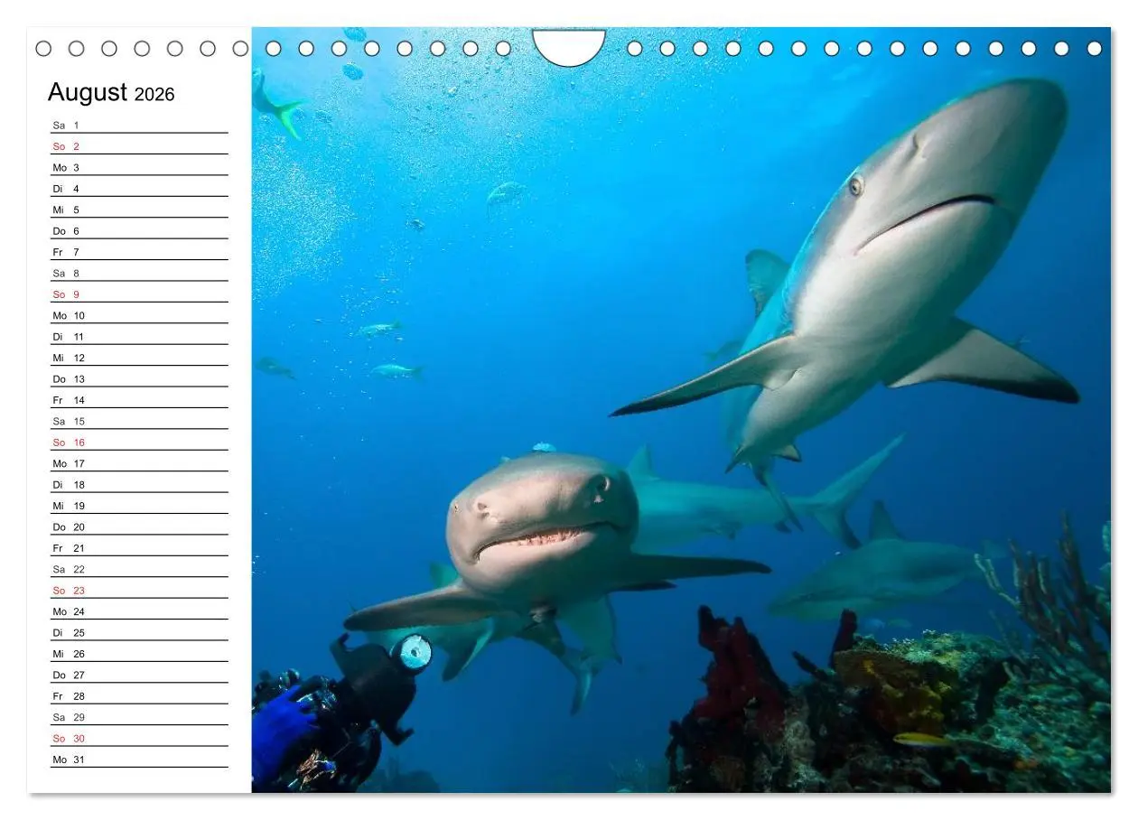 Bild: 9783457996386 | Faszination Tauchen. Neptuns Reich (Wandkalender 2026 DIN A4 quer),...