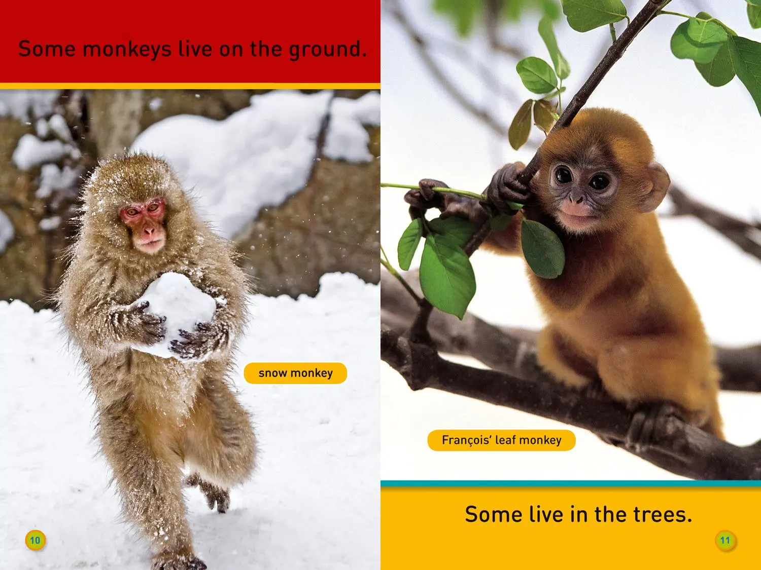 Bild: 9780008266486 | Hang On, Monkey! | Level 1 | National Geographic Kids (u. a.) | Buch
