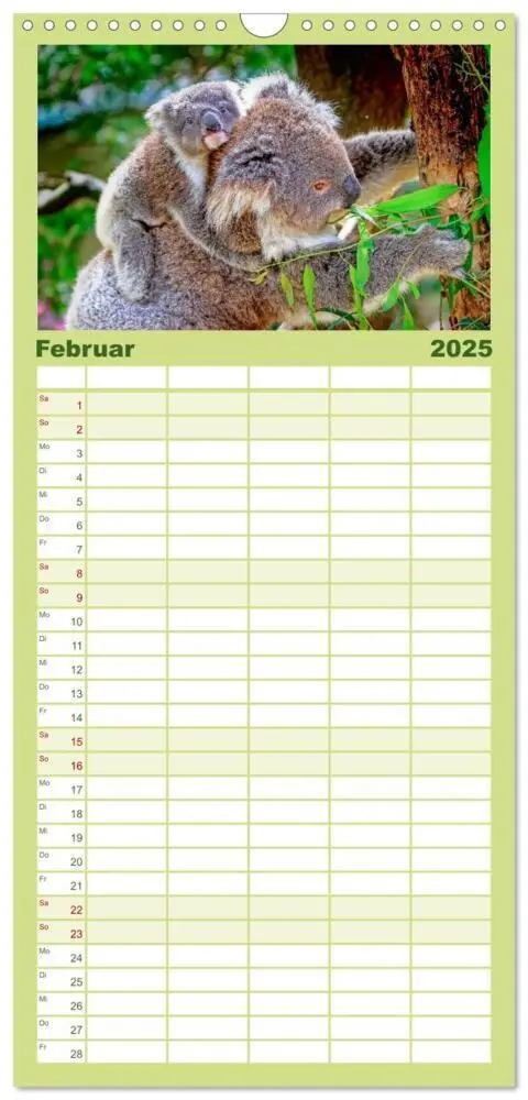 Bild: 9783457126486 | Familienplaner 2025 - Koala - kleiner Teddy mit 5 Spalten...