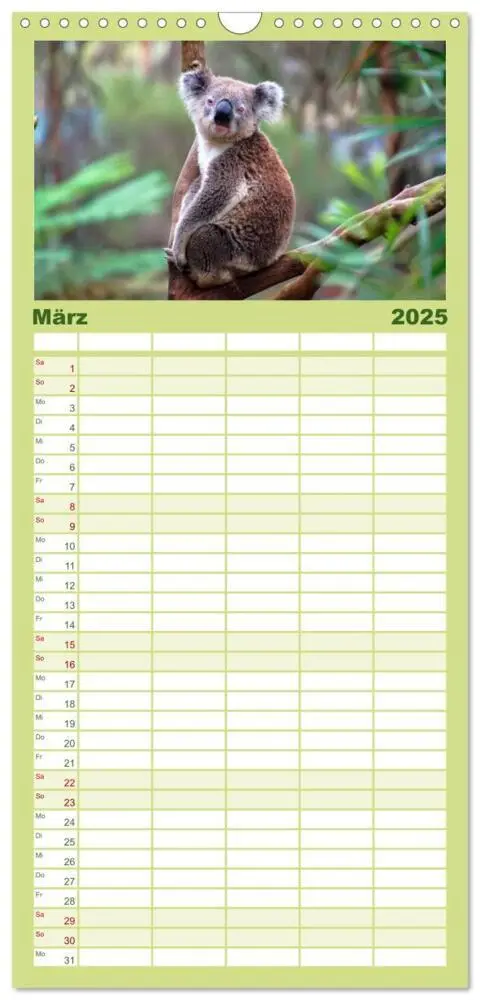 Bild: 9783457126486 | Familienplaner 2025 - Koala - kleiner Teddy mit 5 Spalten...