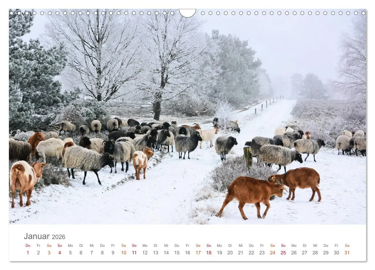 Bild: 9783457816486 | Unterwegs im Heidekreis (Wandkalender 2026 DIN A3 quer), CALVENDO...