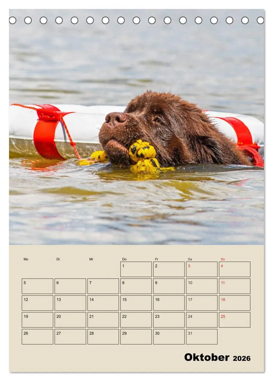 Bild: 9783516386486 | Familienplaner Neufundländer - Freund und Retter (Tischkalender...