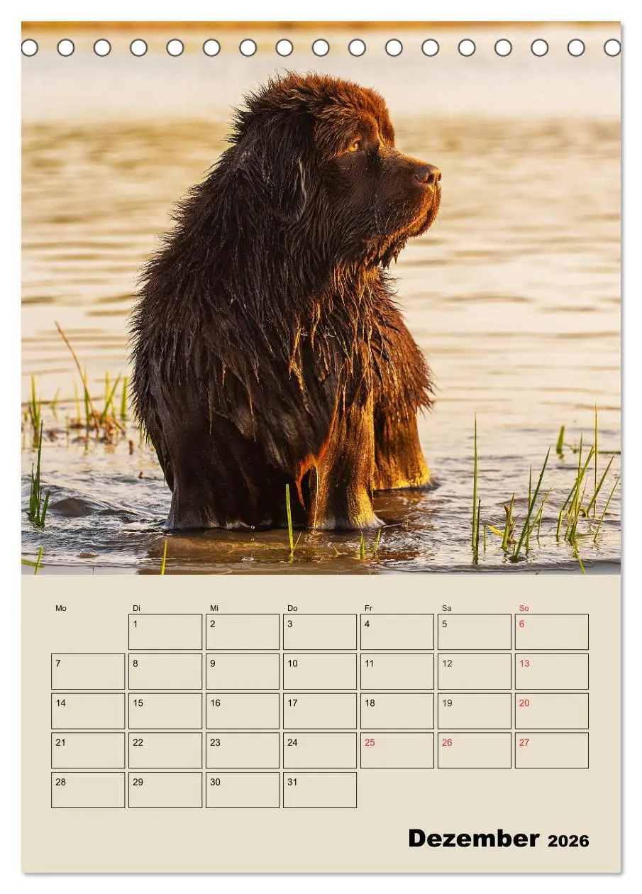 Bild: 9783516386486 | Familienplaner Neufundländer - Freund und Retter (Tischkalender...