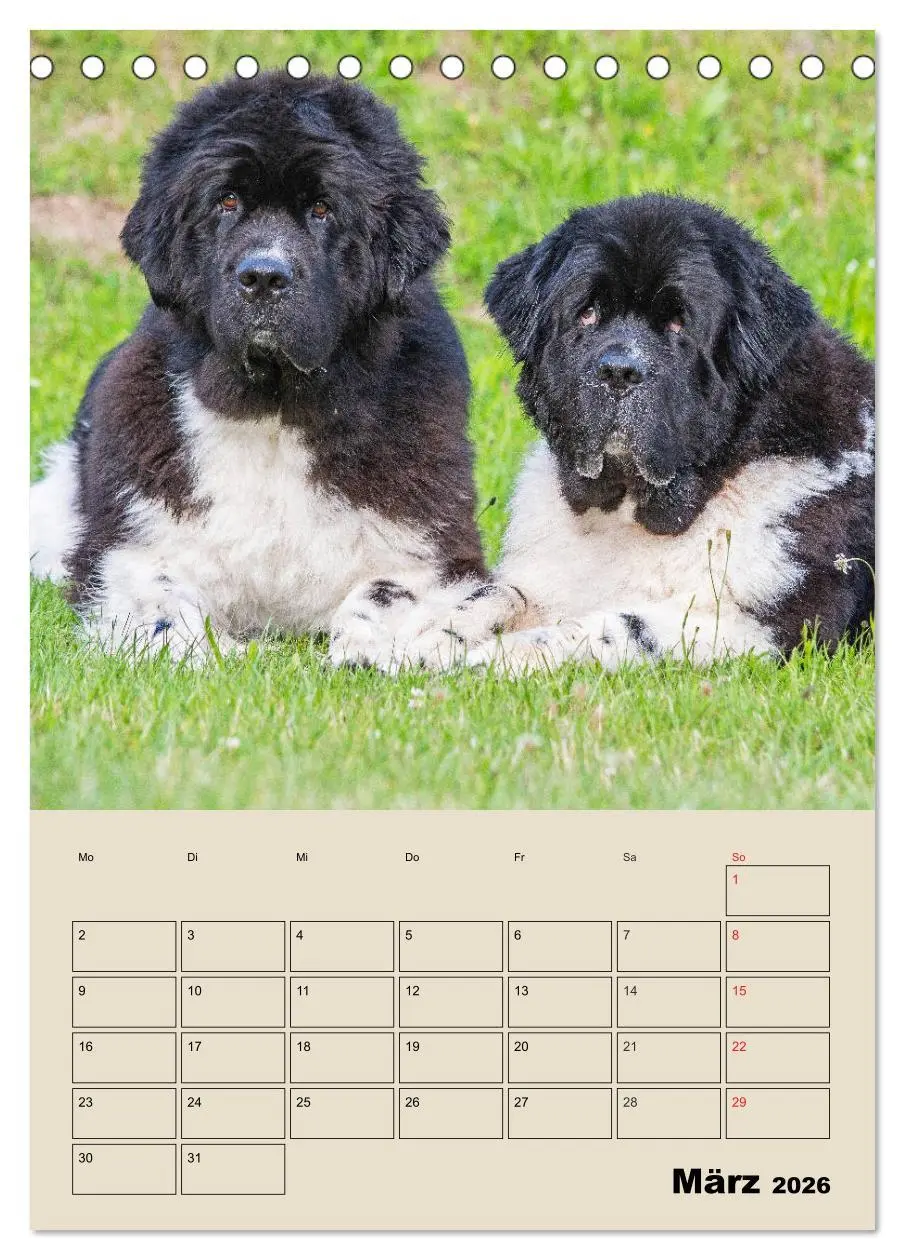 Bild: 9783516386486 | Familienplaner Neufundländer - Freund und Retter (Tischkalender...