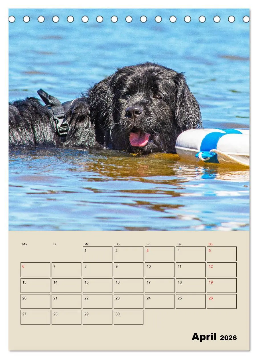 Bild: 9783516386486 | Familienplaner Neufundländer - Freund und Retter (Tischkalender...