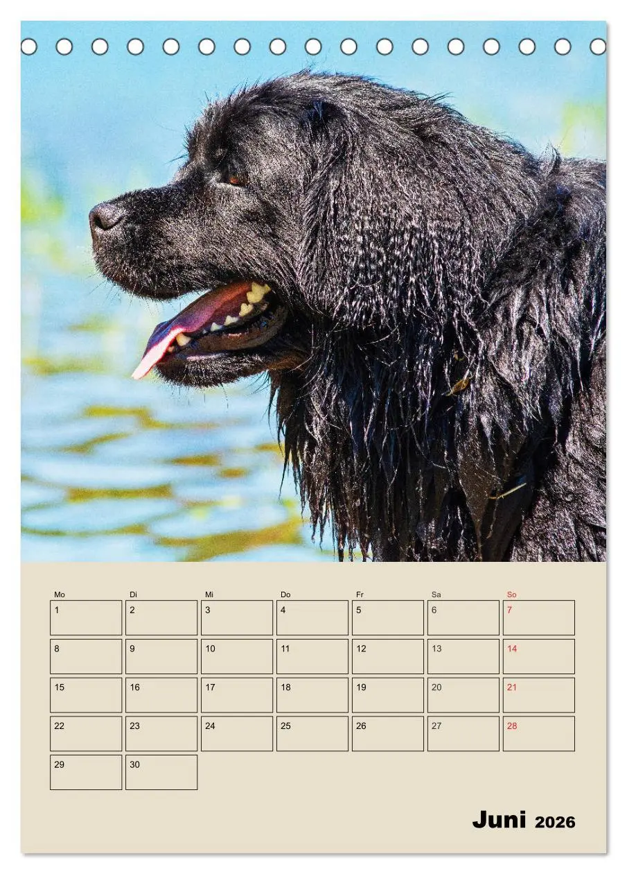 Bild: 9783516386486 | Familienplaner Neufundländer - Freund und Retter (Tischkalender...
