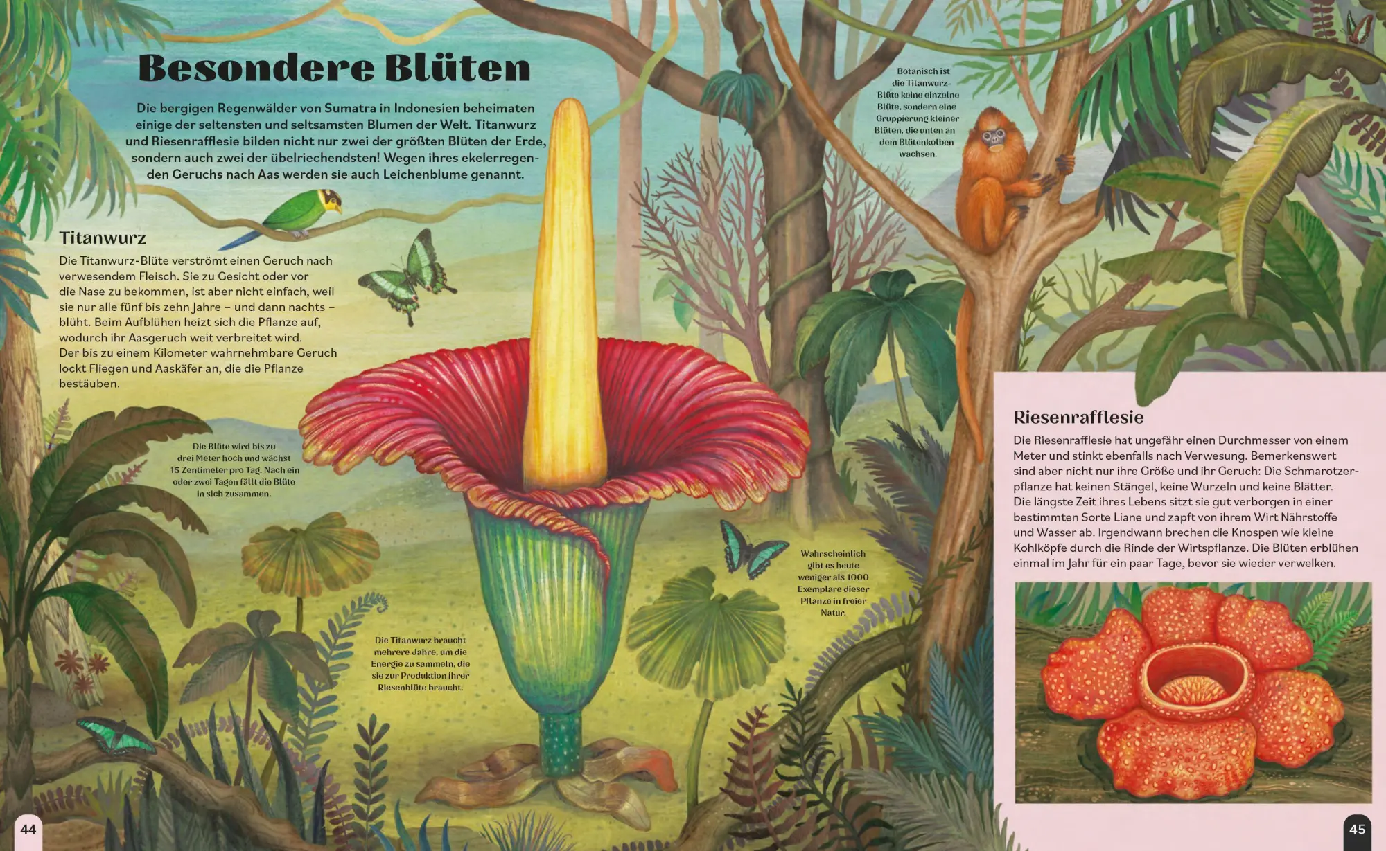 Bild: 9783791376486 | Supermond und Kugelblitz | Emily Hawkins (u. a.) | Buch | 80 S. | 2026