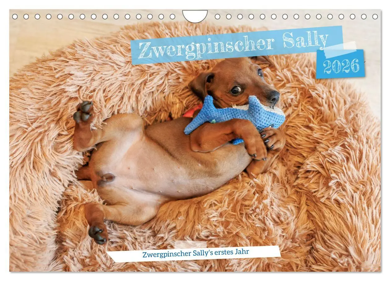 Cover: 9783457356586 | Zwergpinscher Sally's erstes Jahr (Wandkalender 2026 DIN A4 quer),...