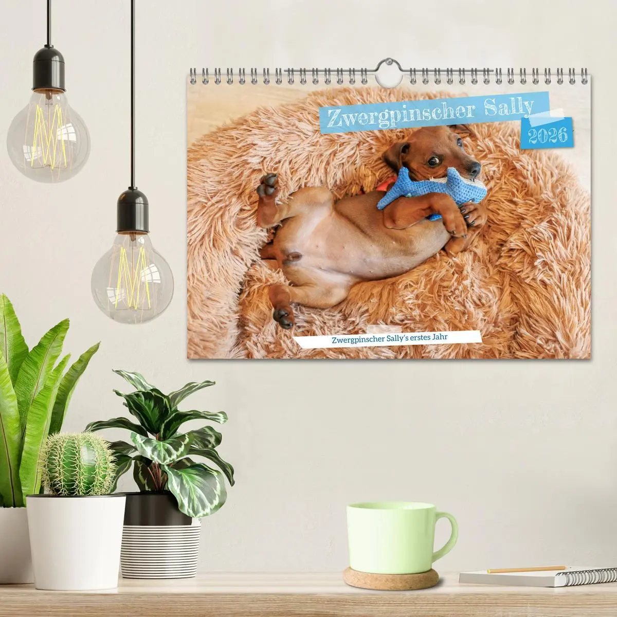 Bild: 9783457356586 | Zwergpinscher Sally's erstes Jahr (Wandkalender 2026 DIN A4 quer),...