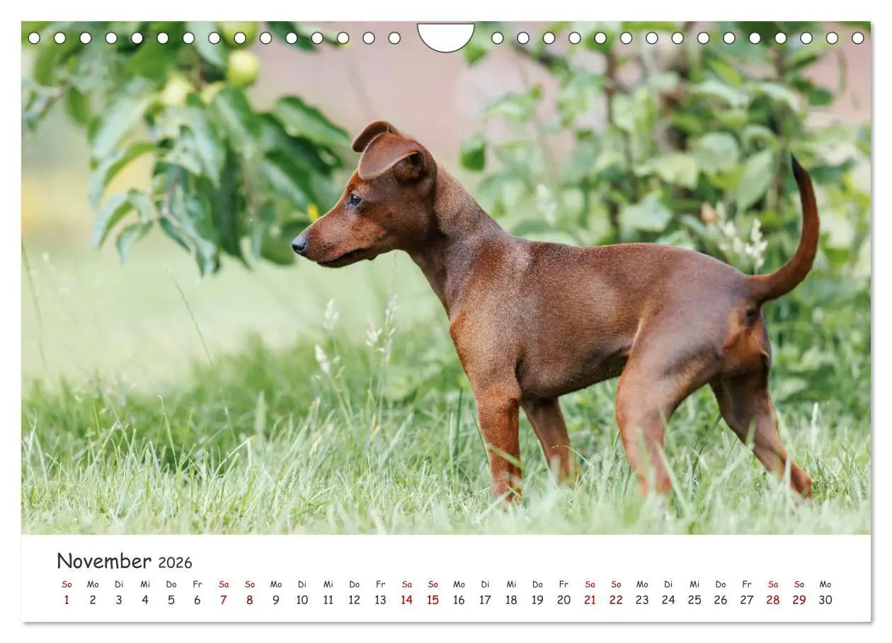 Bild: 9783457356586 | Zwergpinscher Sally's erstes Jahr (Wandkalender 2026 DIN A4 quer),...