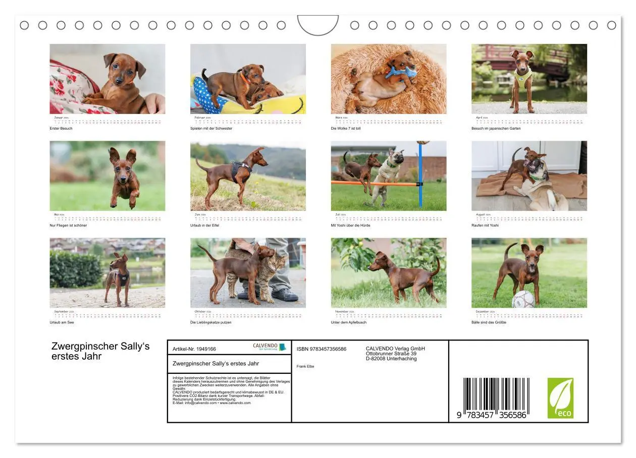 Bild: 9783457356586 | Zwergpinscher Sally's erstes Jahr (Wandkalender 2026 DIN A4 quer),...