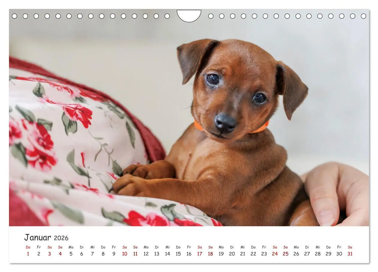 Bild: 9783457356586 | Zwergpinscher Sally's erstes Jahr (Wandkalender 2026 DIN A4 quer),...