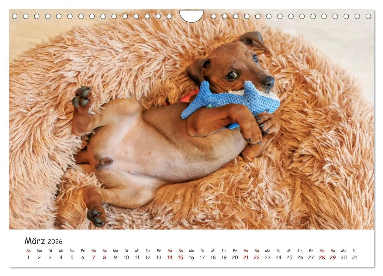 Bild: 9783457356586 | Zwergpinscher Sally's erstes Jahr (Wandkalender 2026 DIN A4 quer),...