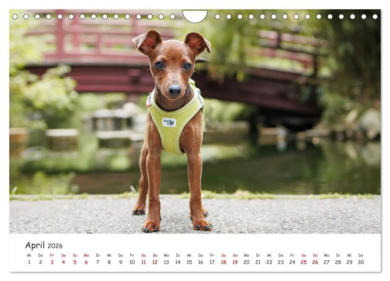 Bild: 9783457356586 | Zwergpinscher Sally's erstes Jahr (Wandkalender 2026 DIN A4 quer),...