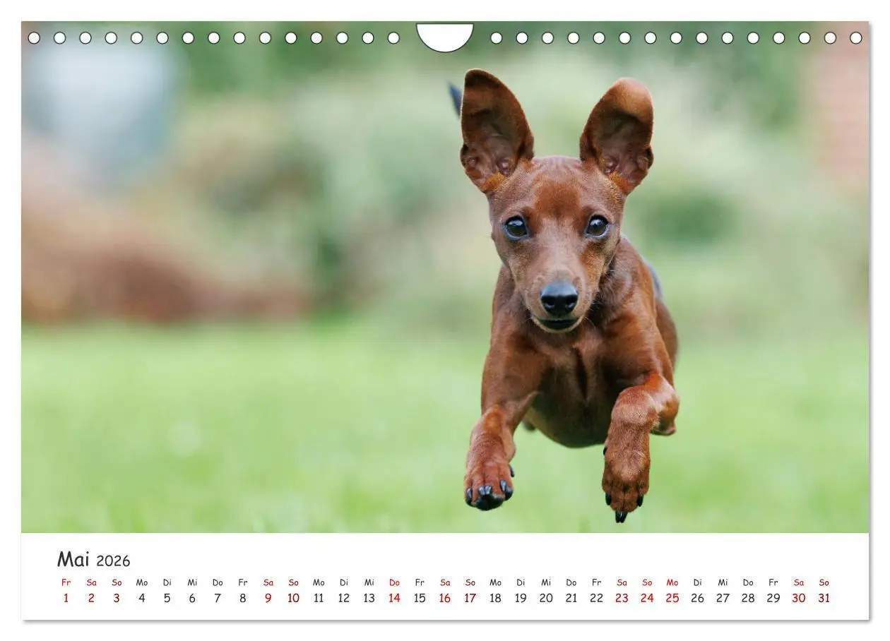 Bild: 9783457356586 | Zwergpinscher Sally's erstes Jahr (Wandkalender 2026 DIN A4 quer),...