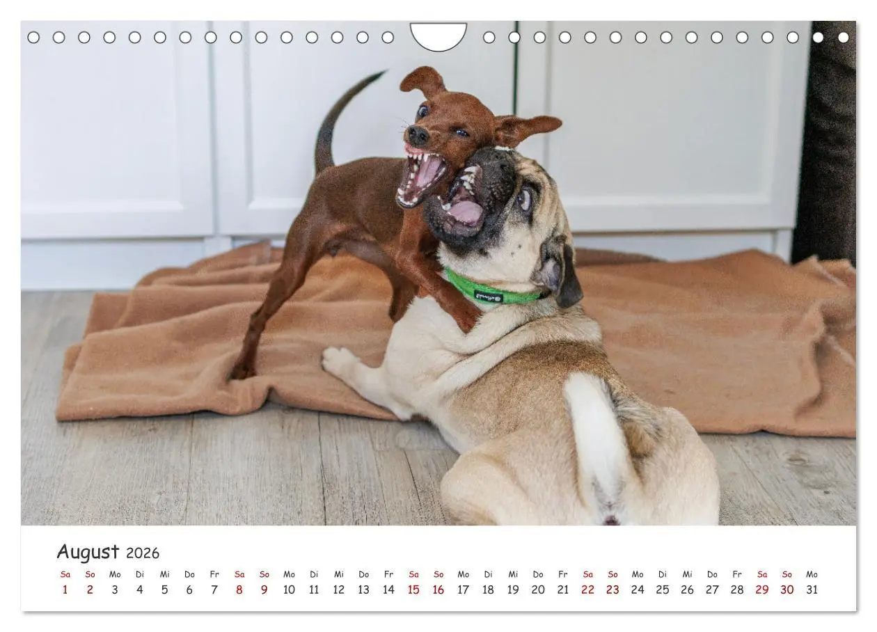Bild: 9783457356586 | Zwergpinscher Sally's erstes Jahr (Wandkalender 2026 DIN A4 quer),...