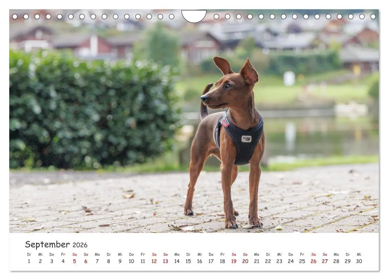 Bild: 9783457356586 | Zwergpinscher Sally's erstes Jahr (Wandkalender 2026 DIN A4 quer),...