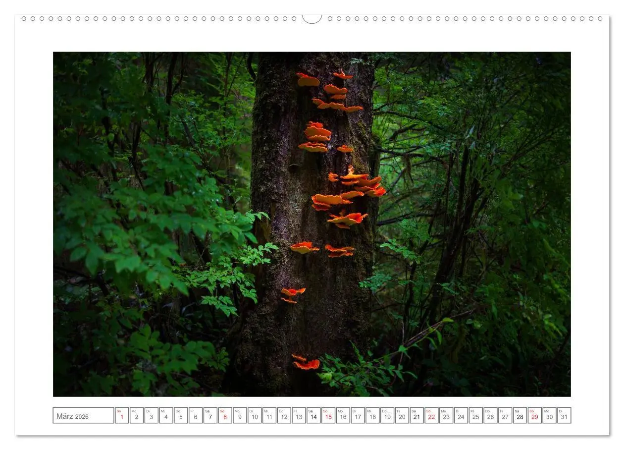 Bild: 9783457976586 | Vancouver Island (Wandkalender 2026 DIN A2 quer), CALVENDO...